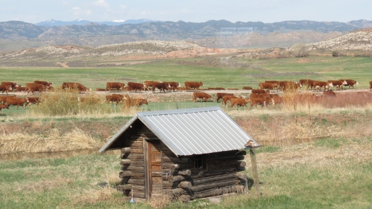 cattlein hayfield