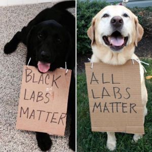 black-labs-matter