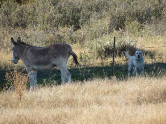 Beau and burro